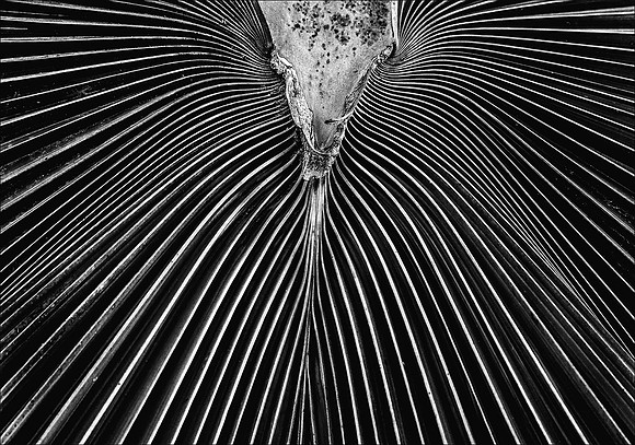 Palm Frond Detail