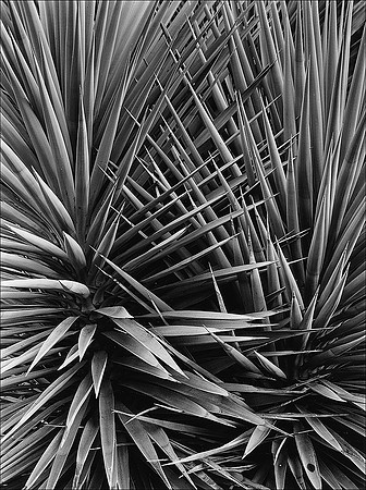 Yucca Schotti