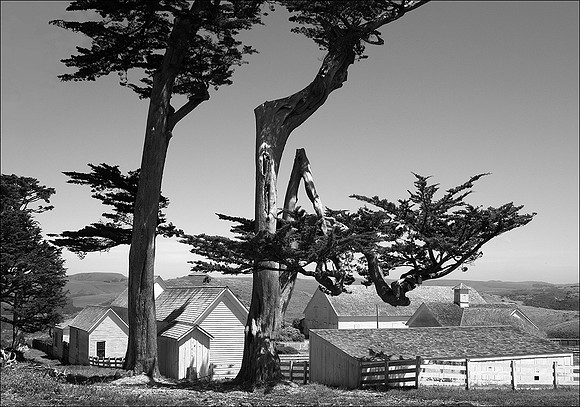 Ranch Buildings, Cypress Trees